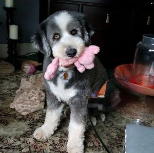 Meet your Posher, Bells